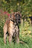 DOGUE ALLEMAND 773